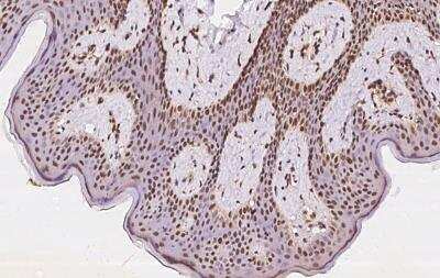 Immunohistochemistry-Paraffin: KANSL2 Antibody [NBP2-97894]