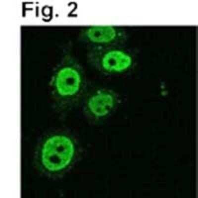 Immunocytochemistry/ Immunofluorescence: KAP1 Antibody (20C1) [NB100-74549]