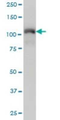 Western Blot: KAP1 Antibody (4E6) [H00010155-M01]