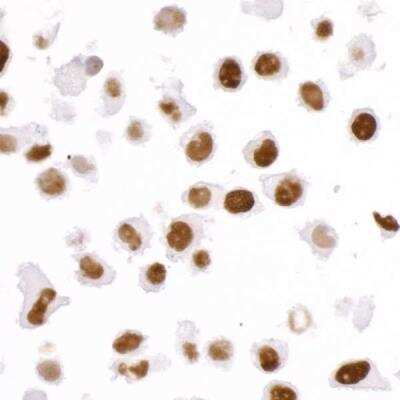 Immunocytochemistry: KAP1 Antibody (BL-248-2G6) [NBP2-76411]