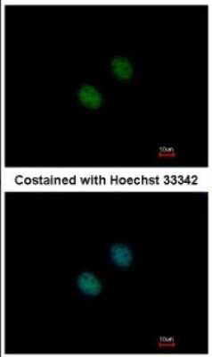 Immunocytochemistry/ Immunofluorescence: KAT2A/GCN5 Antibody [NBP2-17017]