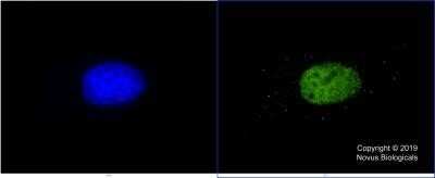 Immunocytochemistry/ Immunofluorescence: KAT3B/p300 Antibody (RW105) - Azide and BSA Free [NBP2-80820]