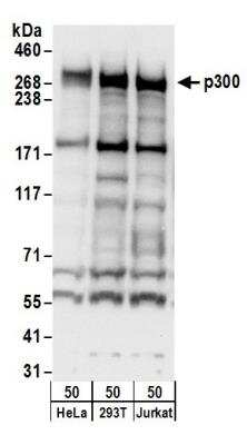 Western Blot: KAT3B/p300 Antibody [NB500-161]