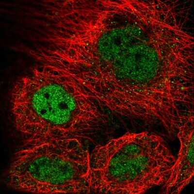 Immunocytochemistry/ Immunofluorescence: KAT8 regulatory NSL3 Antibody [NBP2-55131]