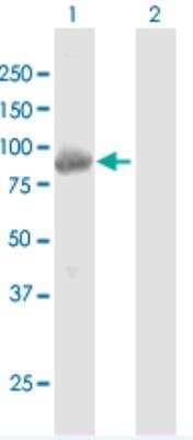 Western Blot: KBTBD6 Antibody [H00089890-B01P-50ug]