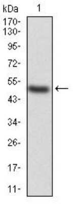 Western Blot: KBTBD8 Antibody (7G8A6)BSA Free [NBP2-52496]