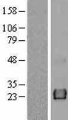 Western Blot: MiRP3 Overexpression Lysate [NBL1-12151]