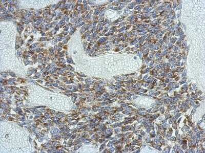 Immunohistochemistry-Paraffin: Kv6.4 Antibody [NBP2-17028]