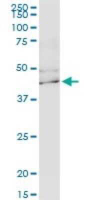 Western Blot: KCNJ15 Antibody (1F8) [H00003772-M13]