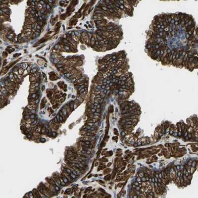 Immunohistochemistry-Paraffin: KCNJ15 Antibody [NBP1-83091]
