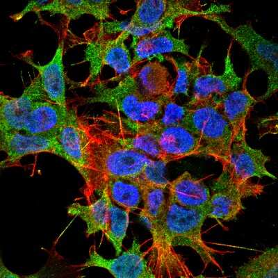 Immunocytochemistry/ Immunofluorescence: KCNK3 Antibody (S374-48) [NBP2-42202]
