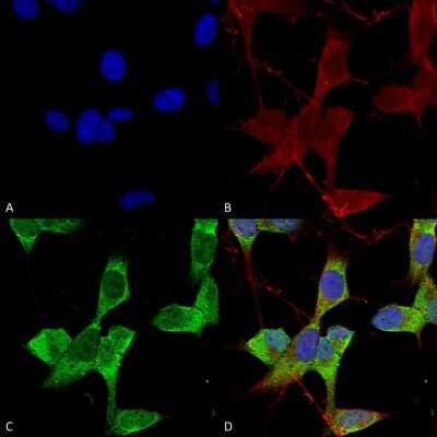 Immunocytochemistry/ Immunofluorescence: KCNK3 Antibody (S374-48) [NBP2-42202]