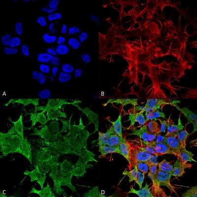 Immunocytochemistry/ Immunofluorescence: KCNK3 Antibody (S374-48) [NBP2-42202]
