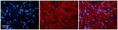 Immunohistochemistry-Paraffin: KCNN3 Antibody [NBP2-85137]