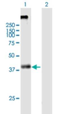 Western Blot: KCNN4 Antibody [H00003783-B01P]