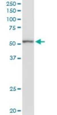 Western Blot: KCNN4 Antibody [H00003783-D01P]