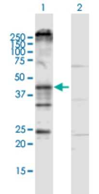 Western Blot: KCNN4 Antibody [H00003783-D01P]
