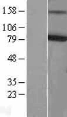 Western Blot: Kv7.4 Overexpression Lysate [NBL1-12200]