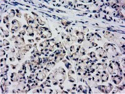 Immunohistochemistry-Paraffin: KCTD14 Antibody (OTI1D11) [NBP2-00470]