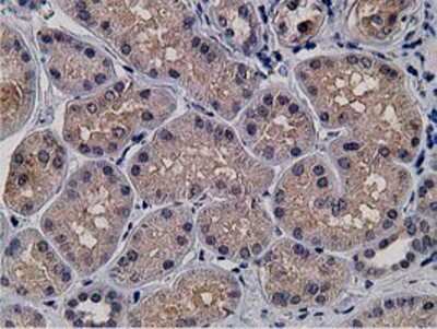 Immunohistochemistry-Paraffin: KCTD14 Antibody (OTI1D11) [NBP2-00470]
