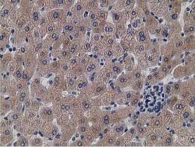 Immunohistochemistry-Paraffin: KCTD14 Antibody (OTI1D11) [NBP2-00470]