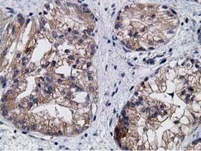 Immunohistochemistry: KCTD14 Antibody (OTI1D11) - Azide and BSA Free [NBP2-72173]
