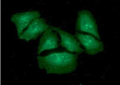 Immunocytochemistry/ Immunofluorescence: KCTD15 Antibody (2B11) - BSA Free [NBP2-60232]