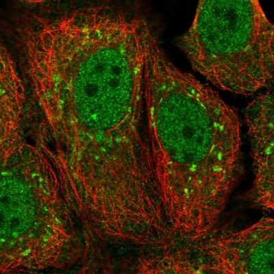 Immunocytochemistry/ Immunofluorescence: KCTD15 Antibody [NBP2-14148]