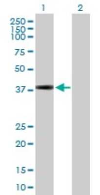 Western Blot: KCTD17 Antibody [H00079734-B01P]