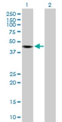 Western Blot: KCTD18 Antibody [H00130535-B01P]