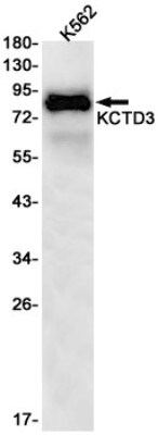 Western Blot: KCTD3 Antibody (S09-8H3) [NBP3-19671]