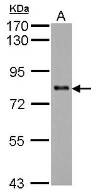 Western Blot: KCTD3 Antibody [NBP2-17032]