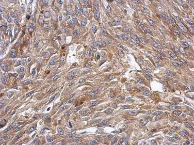 Immunohistochemistry-Paraffin: KCTD4 Antibody [NBP2-17033]