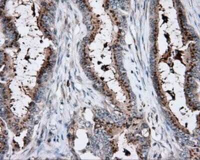 Immunohistochemistry-Paraffin: KCTD5 Antibody (OTI3C8) [NBP2-02414]