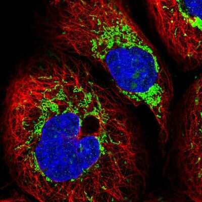 Immunocytochemistry/ Immunofluorescence: KCTD6 Antibody [NBP2-38281]