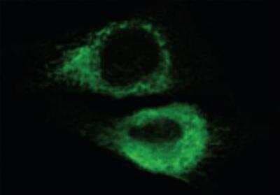 Immunocytochemistry/ Immunofluorescence: KDEL Antibody (10C3) [NBP1-97469]