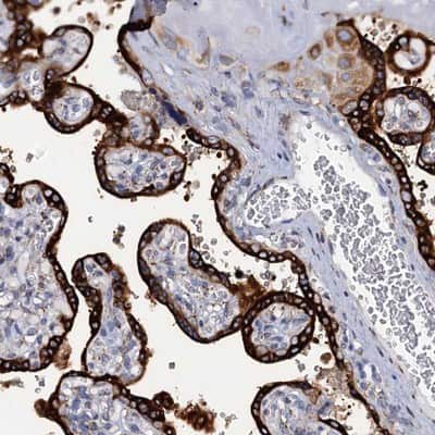 Immunohistochemistry-Paraffin: KDELC2 Antibody [NBP1-92047]