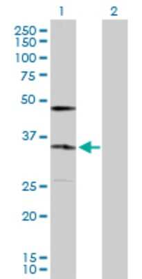Western Blot: KDELR2 Antibody [H00011014-D01P]
