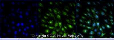 Immunocytochemistry/ Immunofluorescence: KDM2A/FBXL11 Antibody - BSA Free [NBP1-78305]