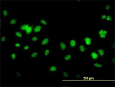 Immunocytochemistry/ Immunofluorescence: KDM2B Antibody (5G1) [H00084678-M09]