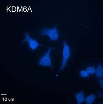 Immunocytochemistry/ Immunofluorescence: KDM6A Antibody (4E7) [H00007403-M05]