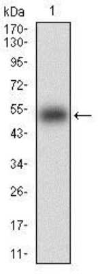 Western Blot: KHDRBS2 Antibody (7G8C10)BSA Free [NBP2-37254]