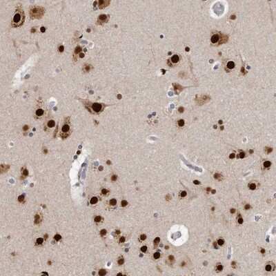 Immunohistochemistry-Paraffin: KHDRBS2 Antibody [NBP1-81148]