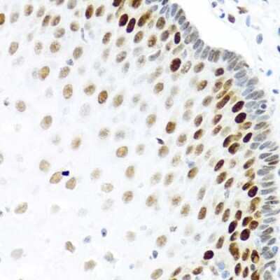Immunohistochemistry-Paraffin: KHDRBS2 Antibody - BSA Free [NBP3-03933]