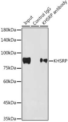 Immunoprecipitation: KHSRP Antibody (4V4O1) [NBP3-16746]