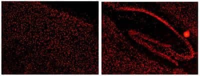 Immunohistochemistry-Frozen: KHSRP Antibody [NBP1-18910]