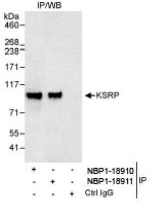Immunoprecipitation: KHSRP Antibody [NBP1-18911]