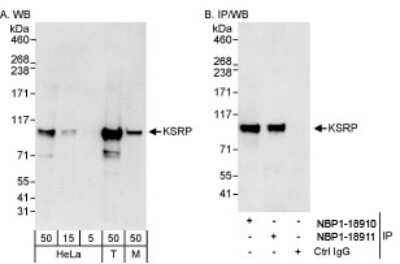 Western Blot: KHSRP Antibody [NBP1-18910]