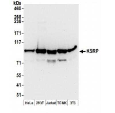 Western Blot: KHSRP Antibody [NBP1-18910]