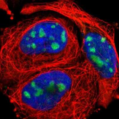 Immunocytochemistry/ Immunofluorescence: PUM3 Antibody [NBP1-87296]